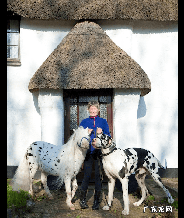 矮马是杂交的吗 矮种马是什么
