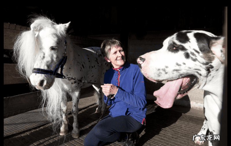 矮马是杂交的吗 矮种马是什么