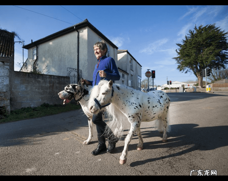矮马是杂交的吗 矮种马是什么