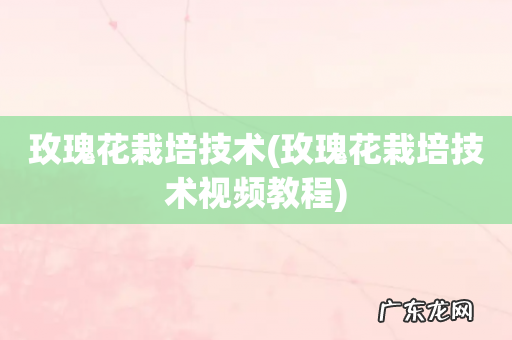 玫瑰花栽培技术视频教程 玫瑰花栽培技术