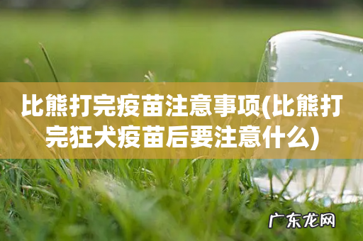 比熊打完狂犬疫苗后要注意什么 比熊打完疫苗注意事项