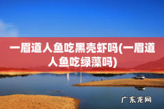 一眉道人鱼吃绿藻吗 一眉道人鱼吃黑壳虾吗