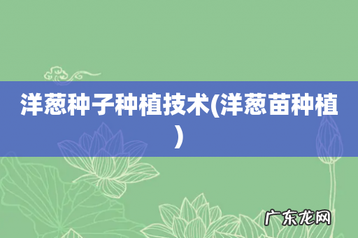 洋葱苗种植 洋葱种子种植技术