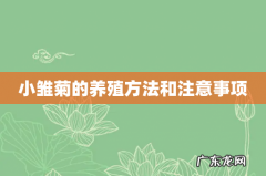 小雏菊的养殖方法和注意事项