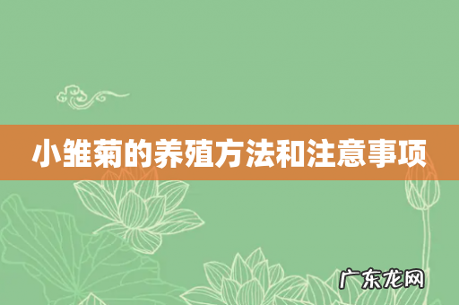 小雏菊的养殖方法和注意事项