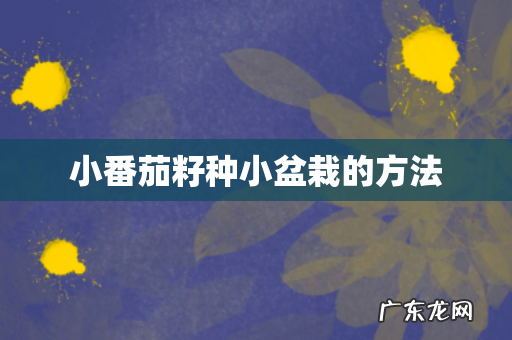 小番茄籽种小盆栽的方法