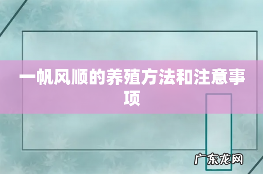 一帆风顺的养殖方法和注意事项