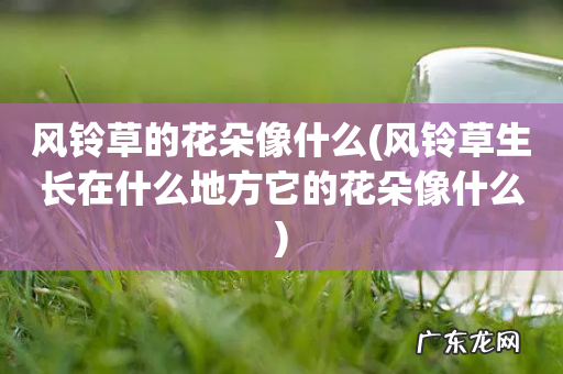 风铃草生长在什么地方它的花朵像什么 风铃草的花朵像什么