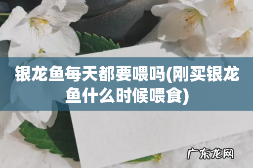 刚买银龙鱼什么时候喂食 银龙鱼每天都要喂吗