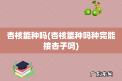 杏核能种吗种完能接杏子吗 杏核能种吗