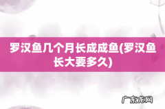 罗汉鱼长大要多久 罗汉鱼几个月长成成鱼