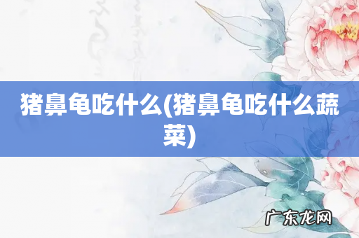 猪鼻龟吃什么蔬菜 猪鼻龟吃什么