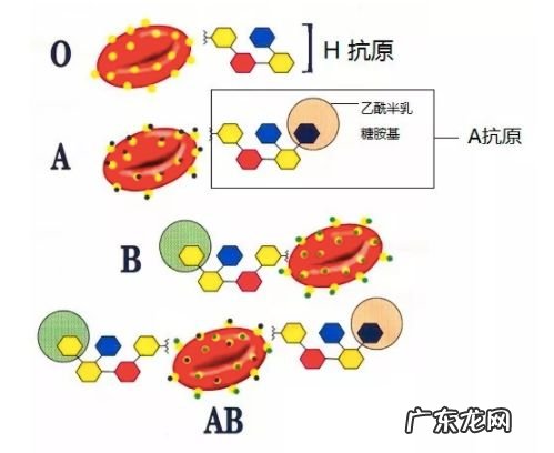妈妈o型爸爸b型孩子聪明吗 b型血跟o型血生的孩子是什么血型