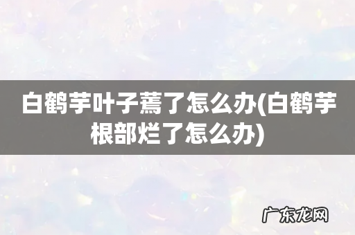 白鹤芋根部烂了怎么办 白鹤芋叶子蔫了怎么办