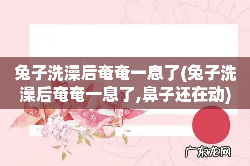 兔子洗澡后奄奄一息了,鼻子还在动 兔子洗澡后奄奄一息了