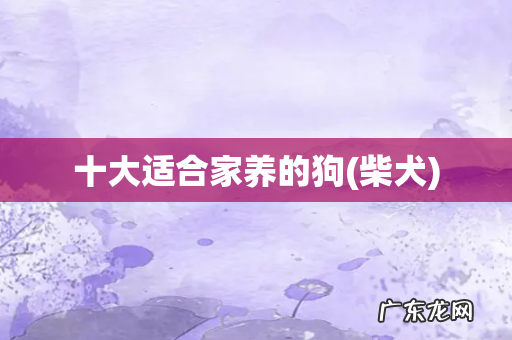 柴犬 十大适合家养的狗