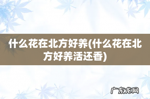 什么花在北方好养活还香 什么花在北方好养