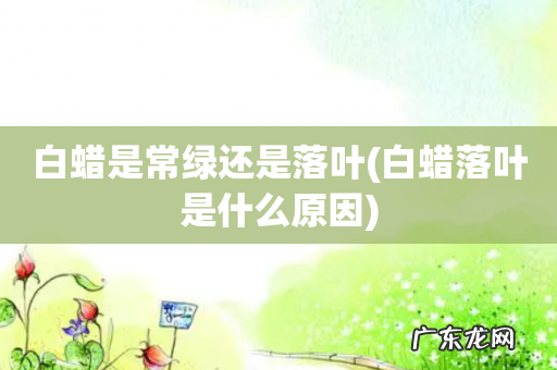 白蜡落叶是什么原因 白蜡是常绿还是落叶