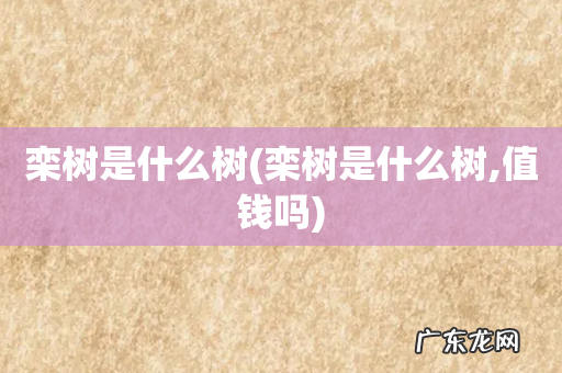 栾树是什么树,值钱吗 栾树是什么树