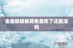 金鱼眼睛被其他鱼吃了还能活吗
