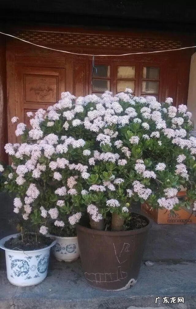 风水最好的花 对风水好的花有哪些