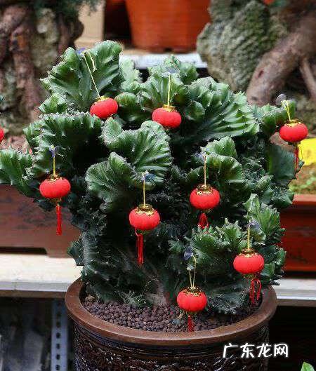 风水最好的花 对风水好的花有哪些