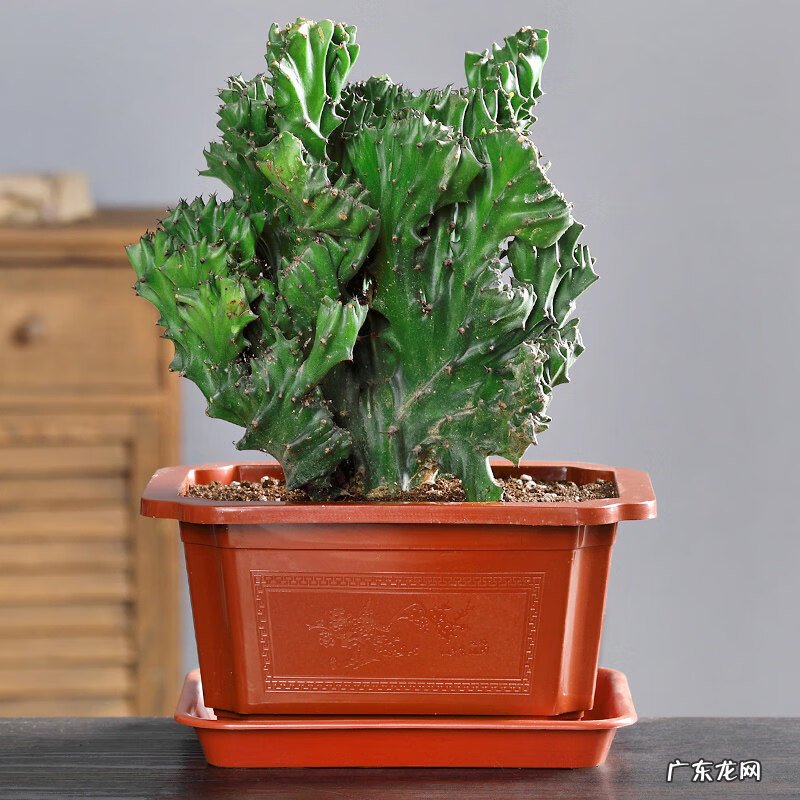 风水最好的花 对风水好的花有哪些