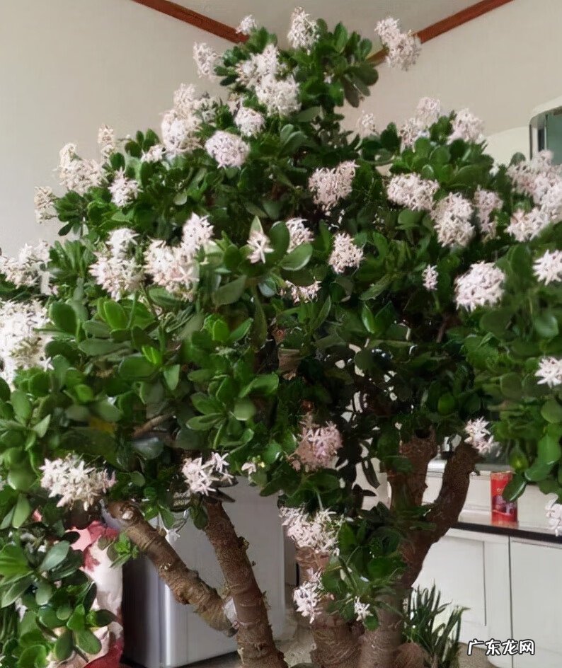 风水最好的花 对风水好的花有哪些