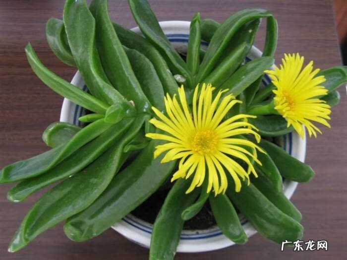 风水最好的花 对风水好的花有哪些