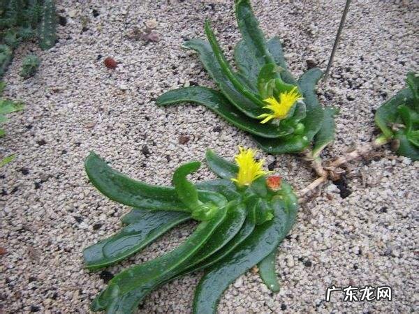 风水最好的花 对风水好的花有哪些