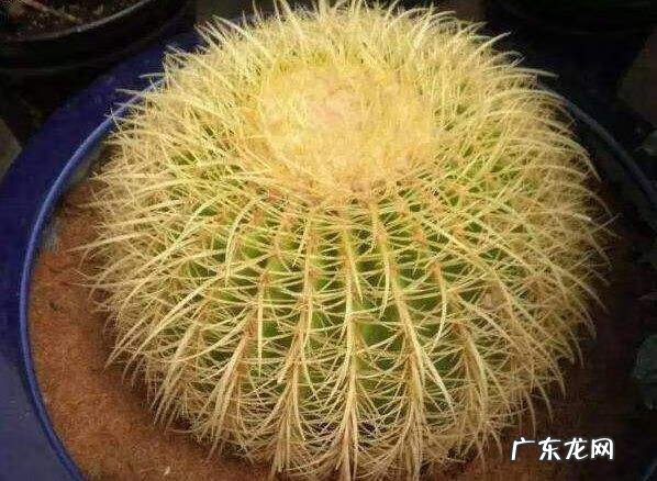 风水最好的花 对风水好的花有哪些