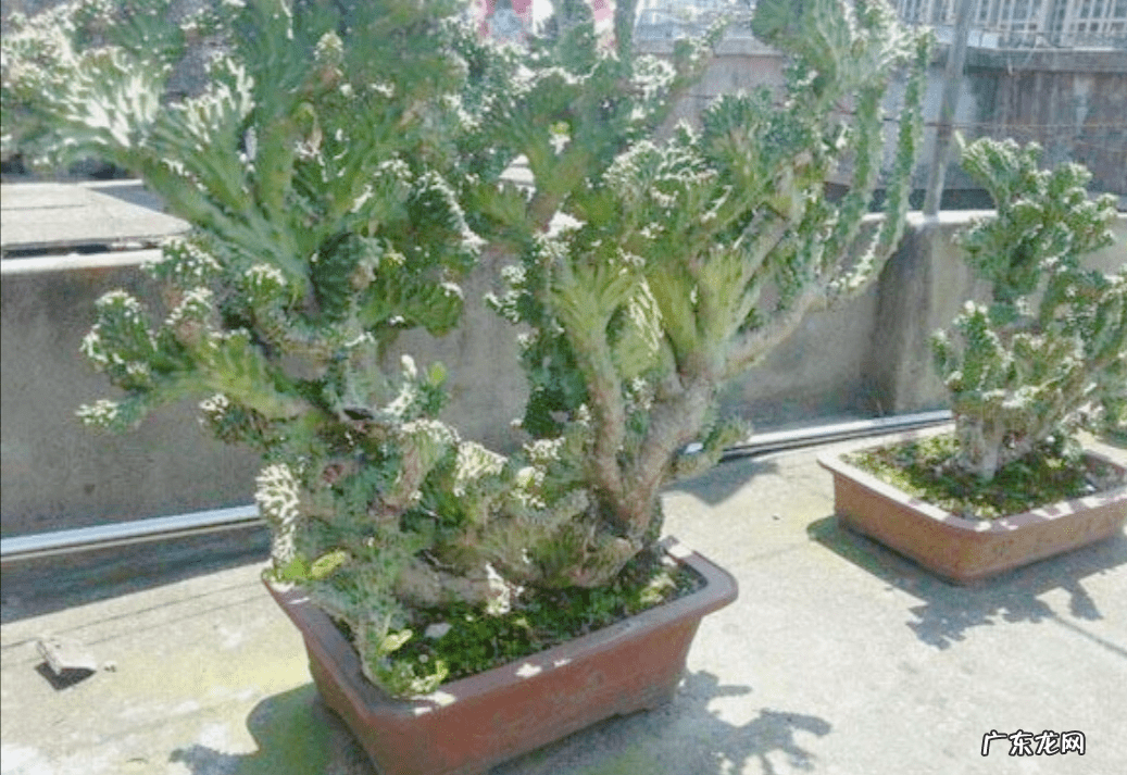 风水最好的花 对风水好的花有哪些