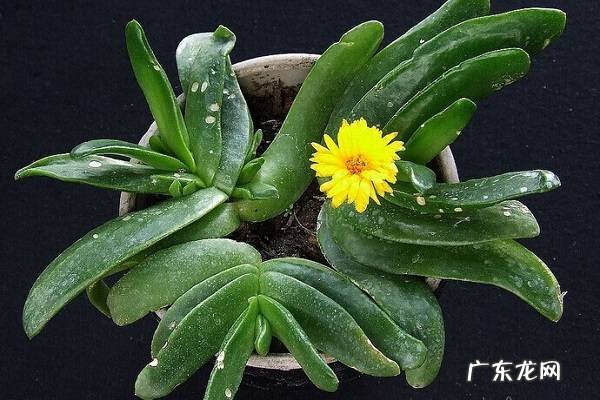 风水最好的花 对风水好的花有哪些