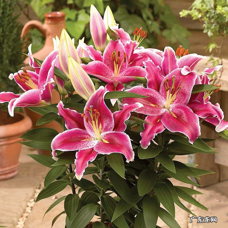 风水最好的花 对风水好的花有哪些