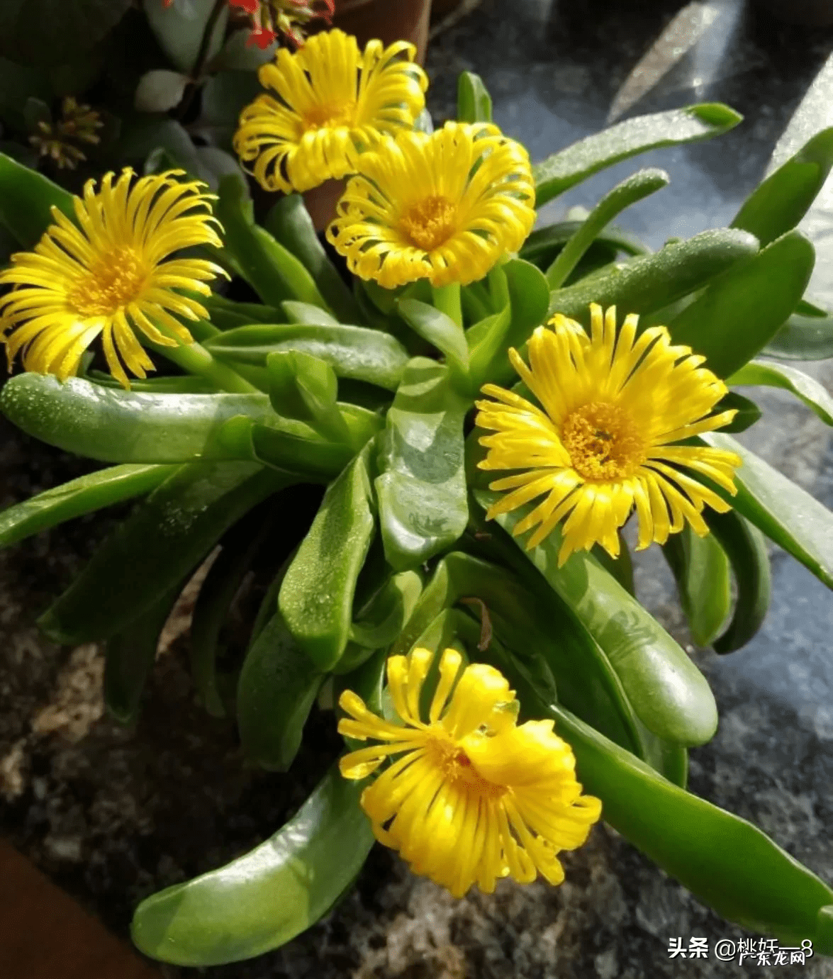 风水最好的花 对风水好的花有哪些