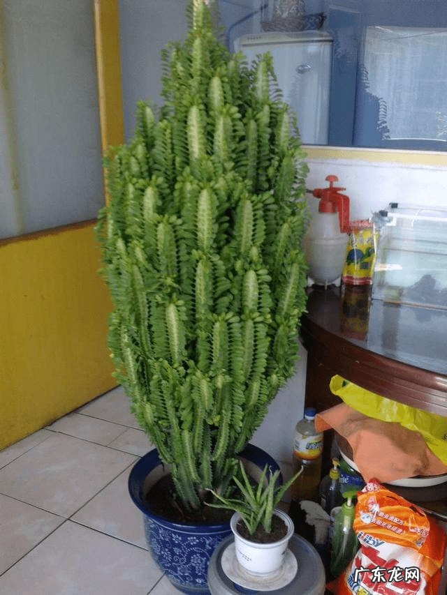 风水最好的花 对风水好的花有哪些