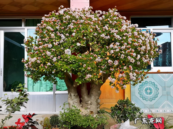 风水最好的花 对风水好的花有哪些