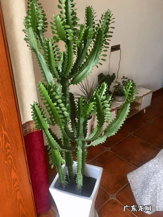 风水最好的花 对风水好的花有哪些