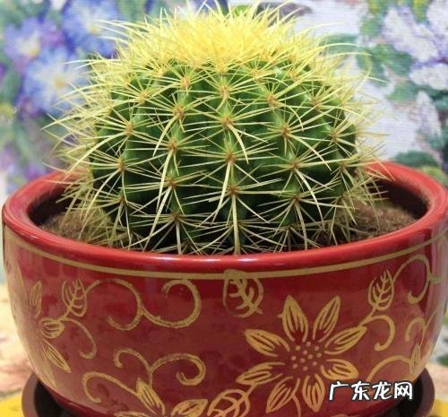 风水最好的花 对风水好的花有哪些