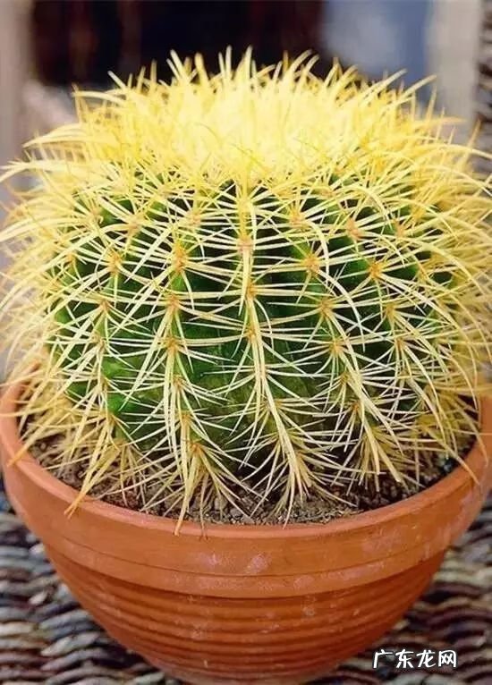 风水最好的花 对风水好的花有哪些