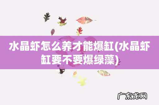 水晶虾缸要不要爆绿藻 水晶虾怎么养才能爆缸