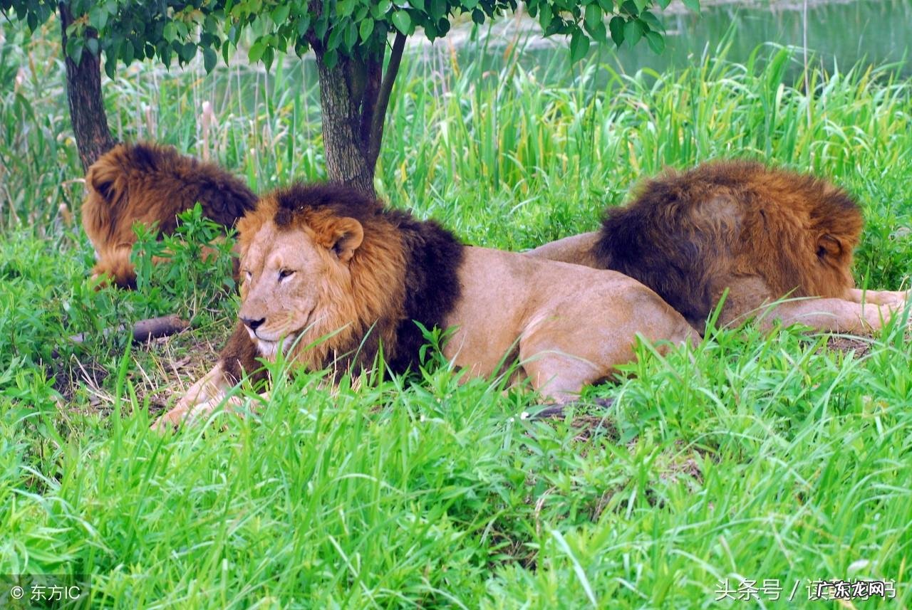 寓言故事50个伊索寓言大全 伊索寓言简介