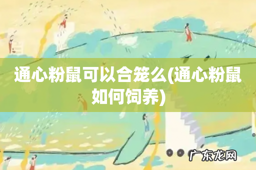 通心粉鼠如何饲养 通心粉鼠可以合笼么