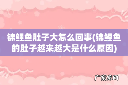 锦鲤鱼的肚子越来越大是什么原因 锦鲤鱼肚子大怎么回事