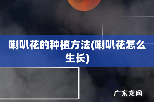 喇叭花怎么生长 喇叭花的种植方法