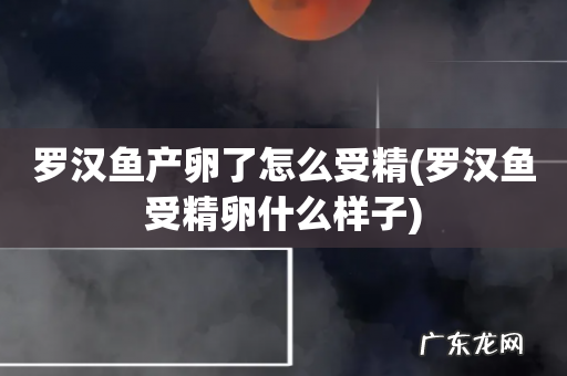 罗汉鱼受精卵什么样子 罗汉鱼产卵了怎么受精