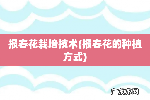报春花的种植方式 报春花栽培技术