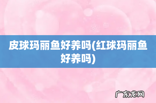 红球玛丽鱼好养吗 皮球玛丽鱼好养吗