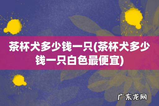 茶杯犬多少钱一只白色最便宜 茶杯犬多少钱一只