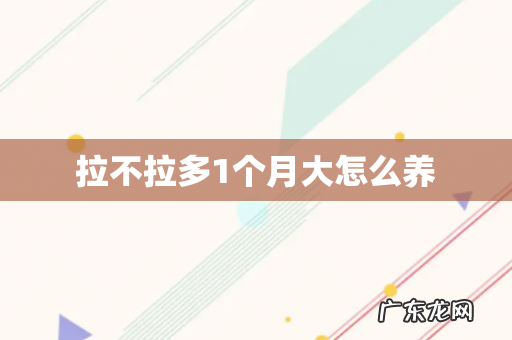 拉不拉多1个月大怎么养